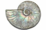 Silver Iridescent Ammonite (Cleoniceras) Fossil - Madagascar #346716-1